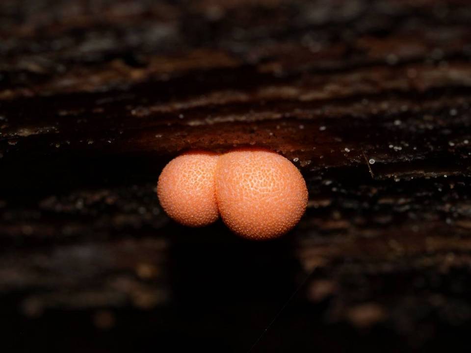 Reticulariaceae image