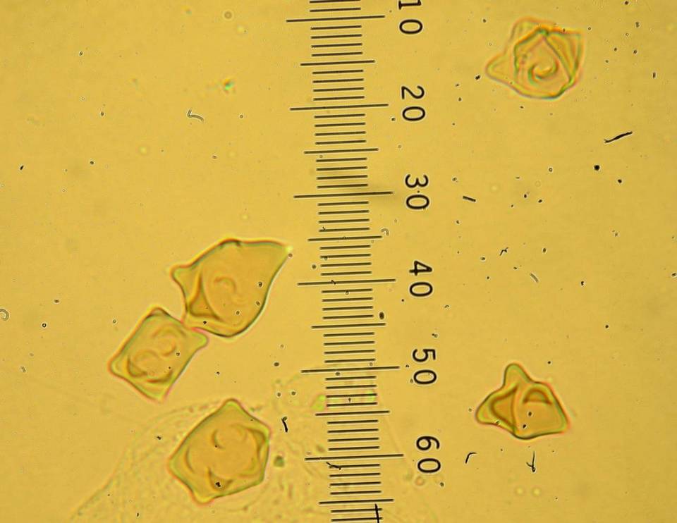 Inocybe oblectabilis image