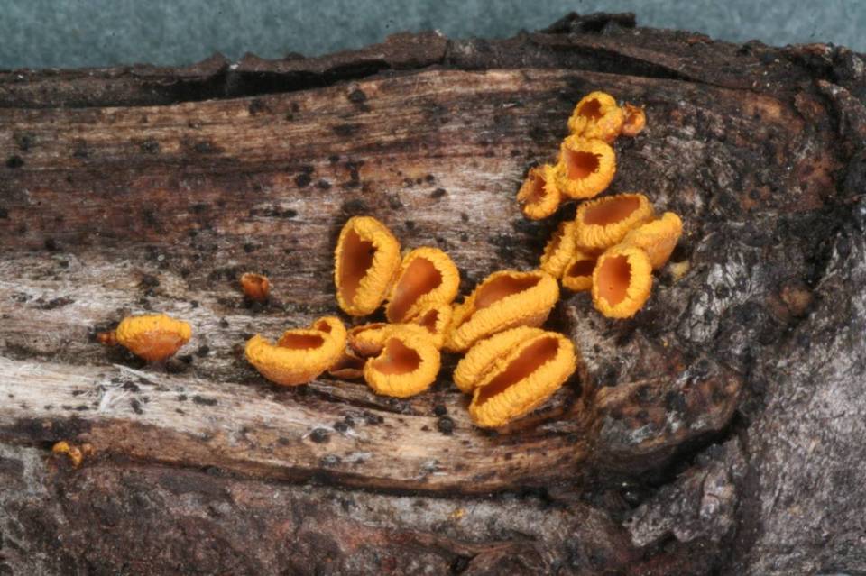 Lachnellula flavovirens image