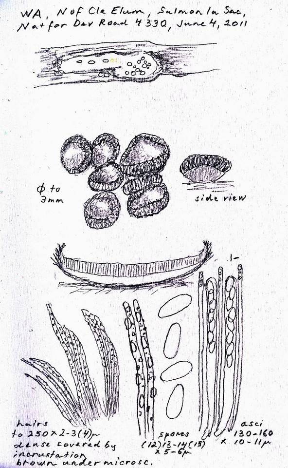 Lachnellula flavovirens image