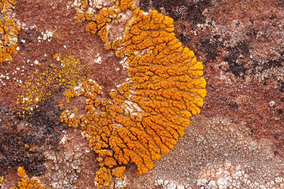 Caloplaca trachyphylla image