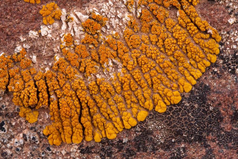 Caloplaca trachyphylla image