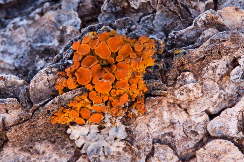 Xanthomendoza montana image