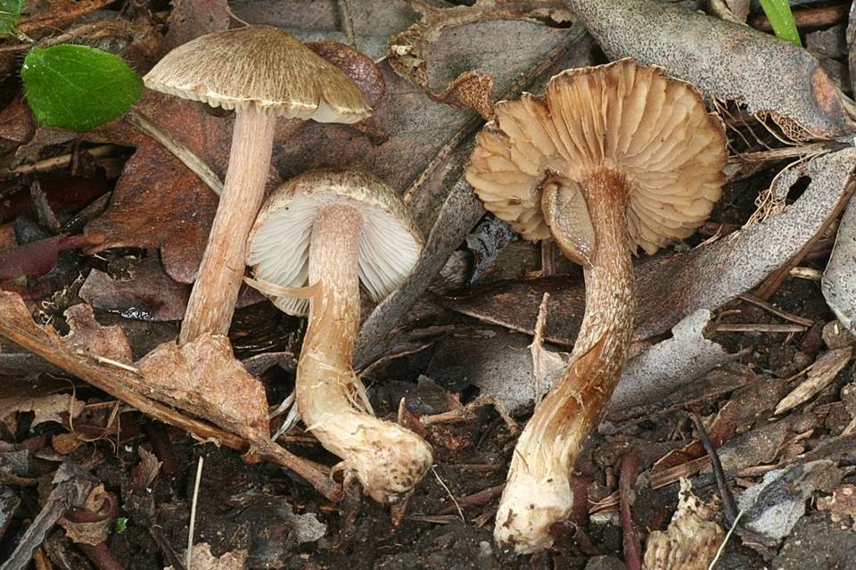 Inocybe rennyi image