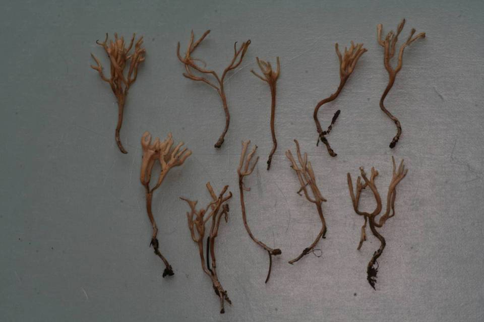 Ramariopsis subtilis image