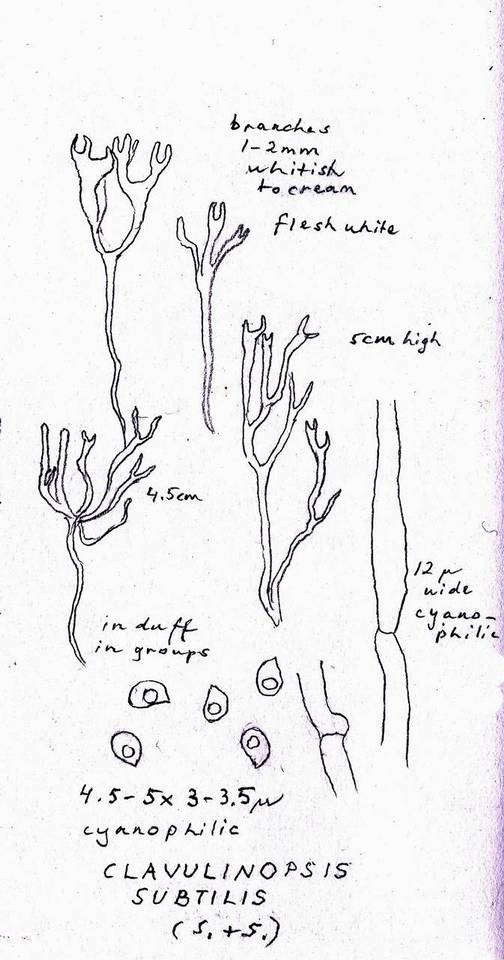 Ramariopsis subtilis image