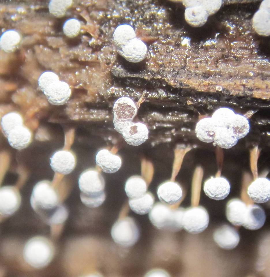 Physarum globuliferum image