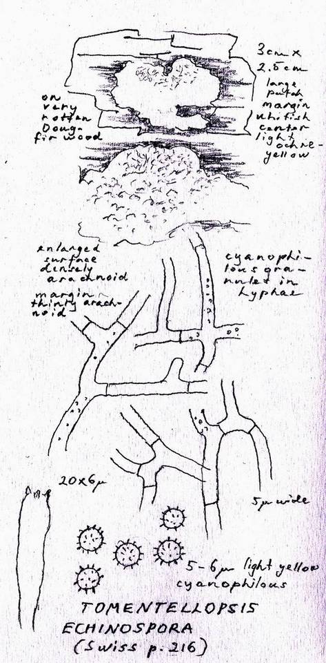 Tomentellopsis echinospora image