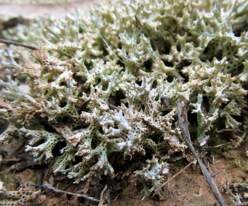 Cladia corallaizon image