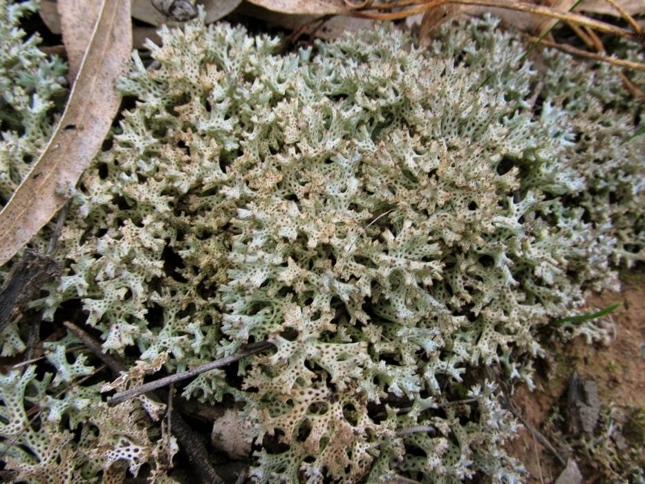 Cladia corallaizon image