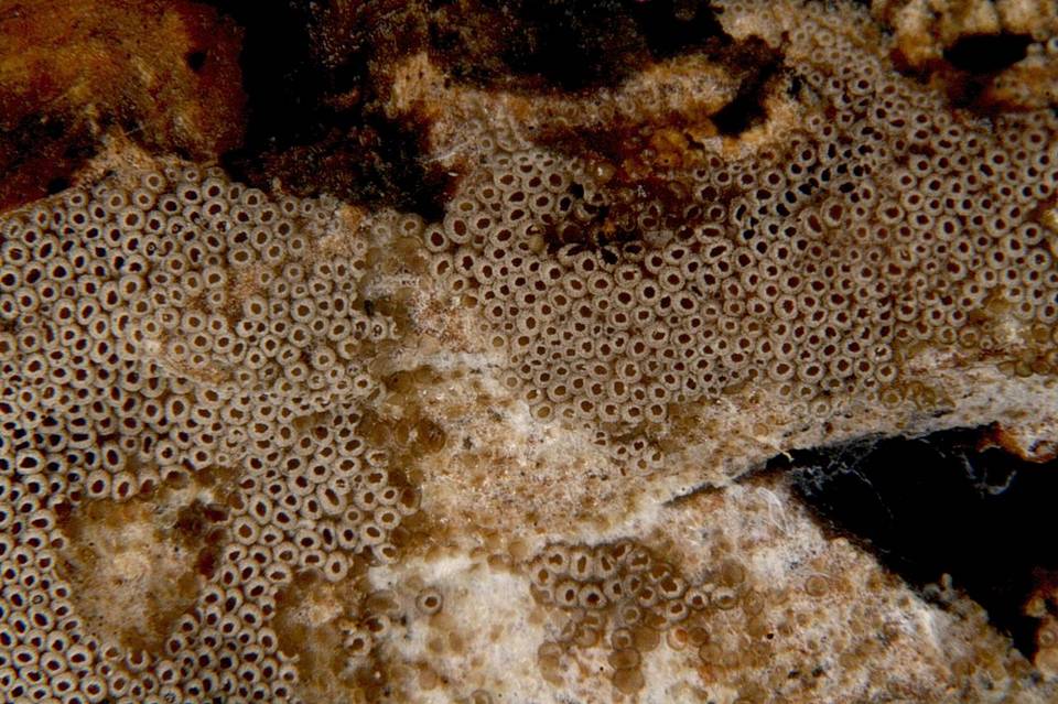 Resupinatus urceolatus image