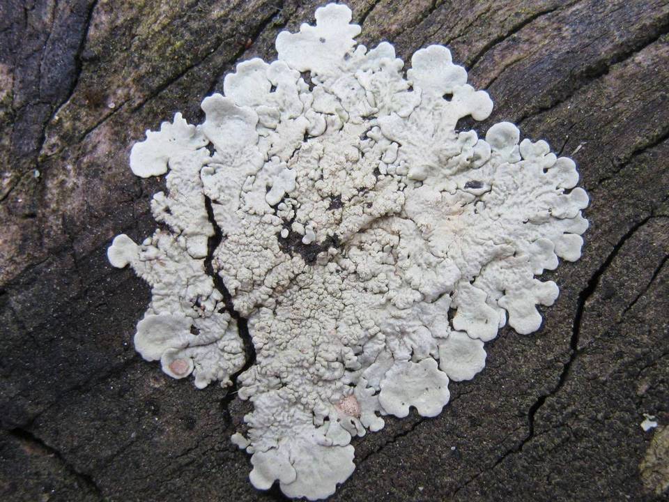 Flavoparmelia soredians image