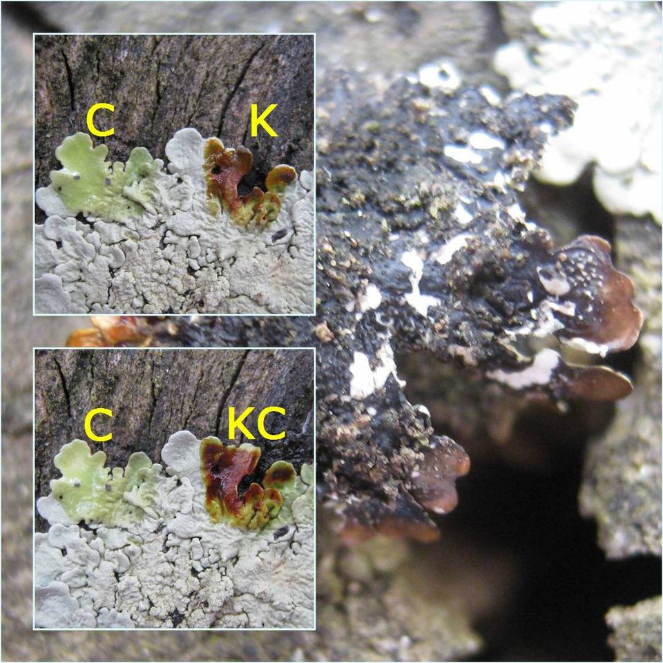 Flavoparmelia soredians image