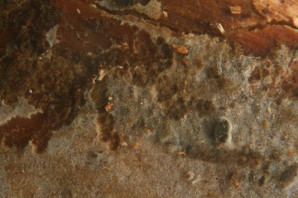 Basidiodendron rimosum image