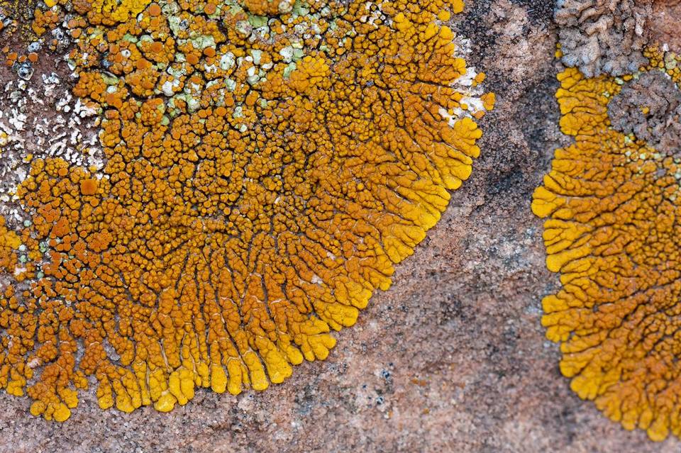 Caloplaca trachyphylla image