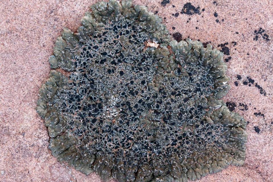 Lobothallia praeradiosa image