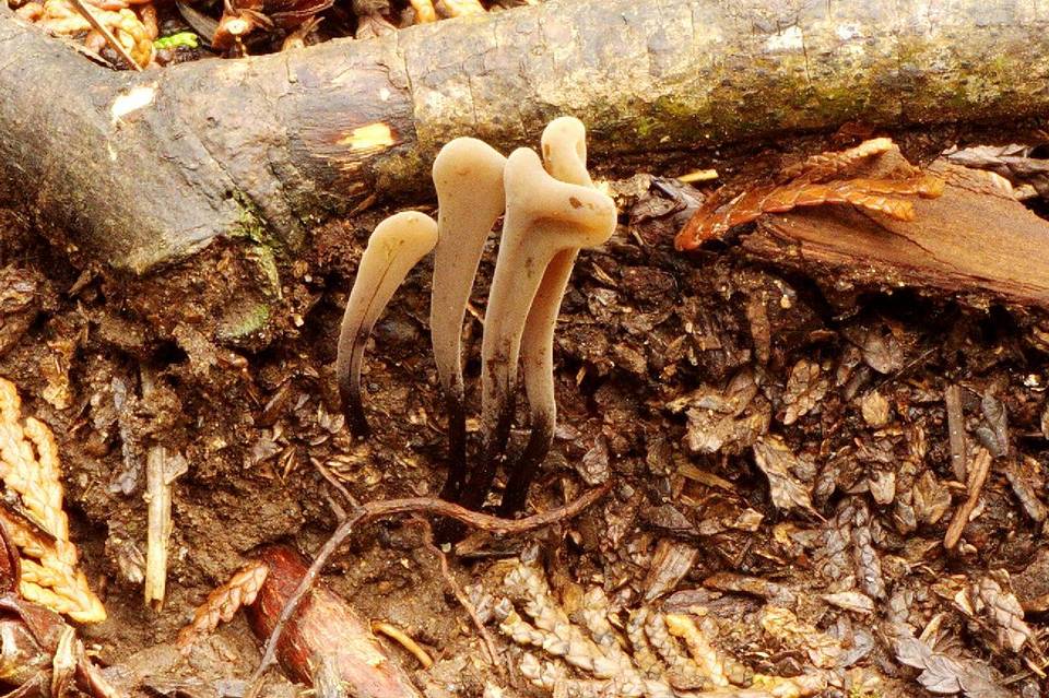 Clavaria neonigrita image