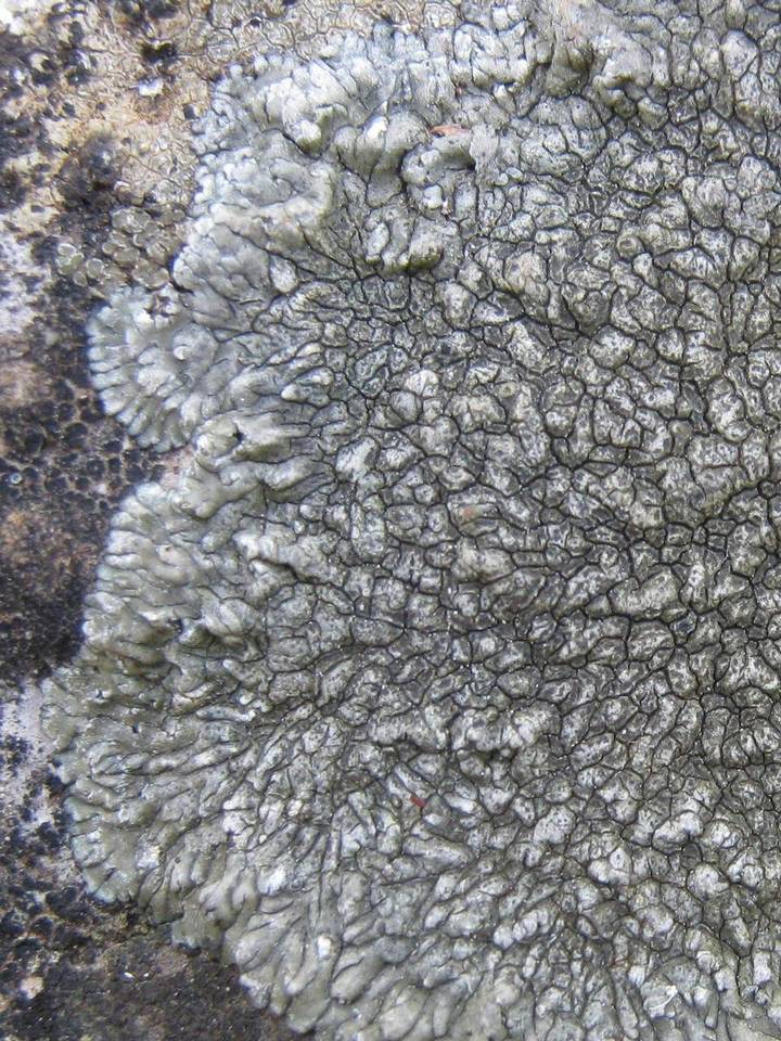 Aspicilia radiosa image