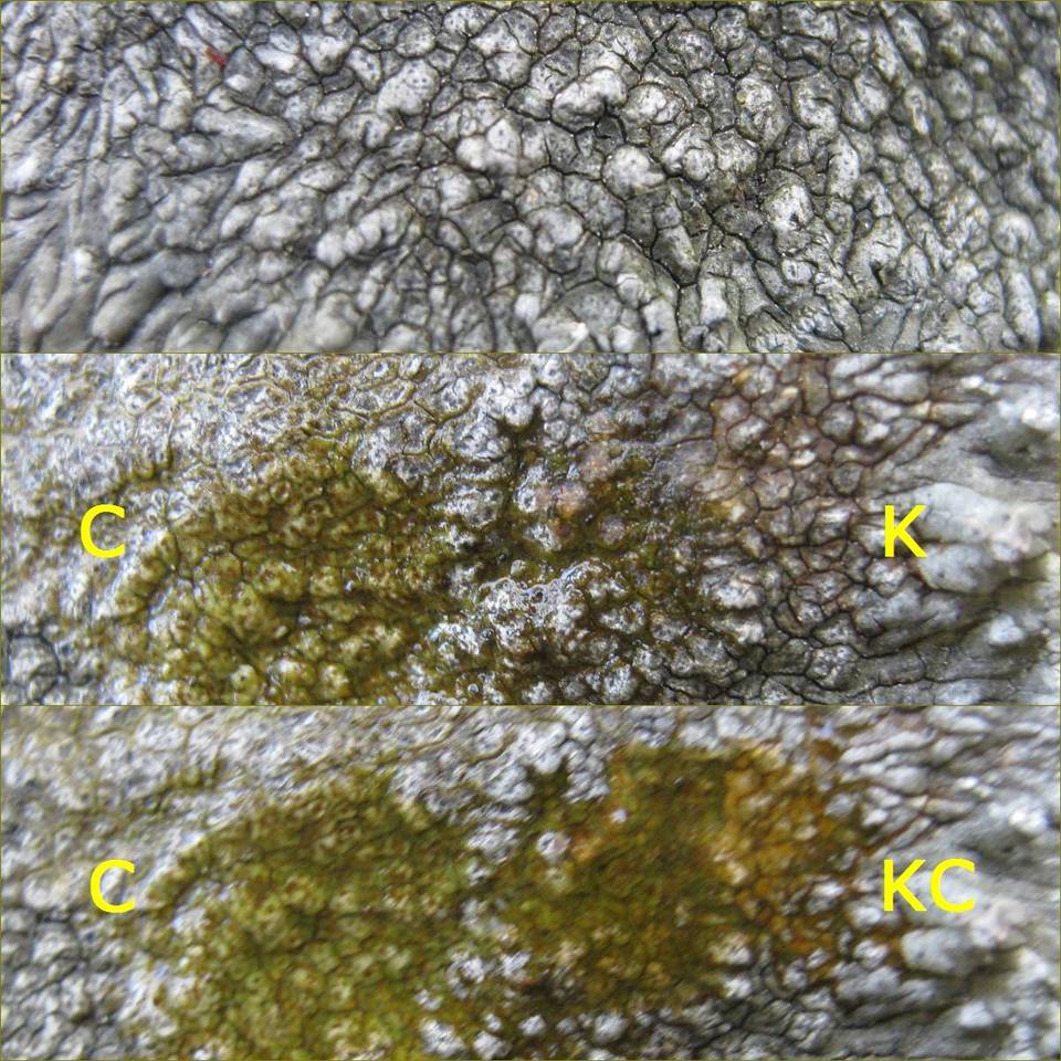Aspicilia radiosa image