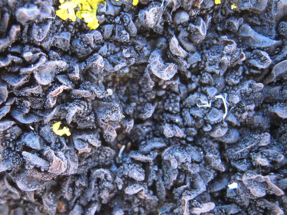 Leptogium schraderi image