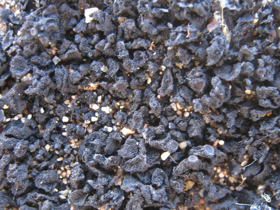 Collema auriforme image