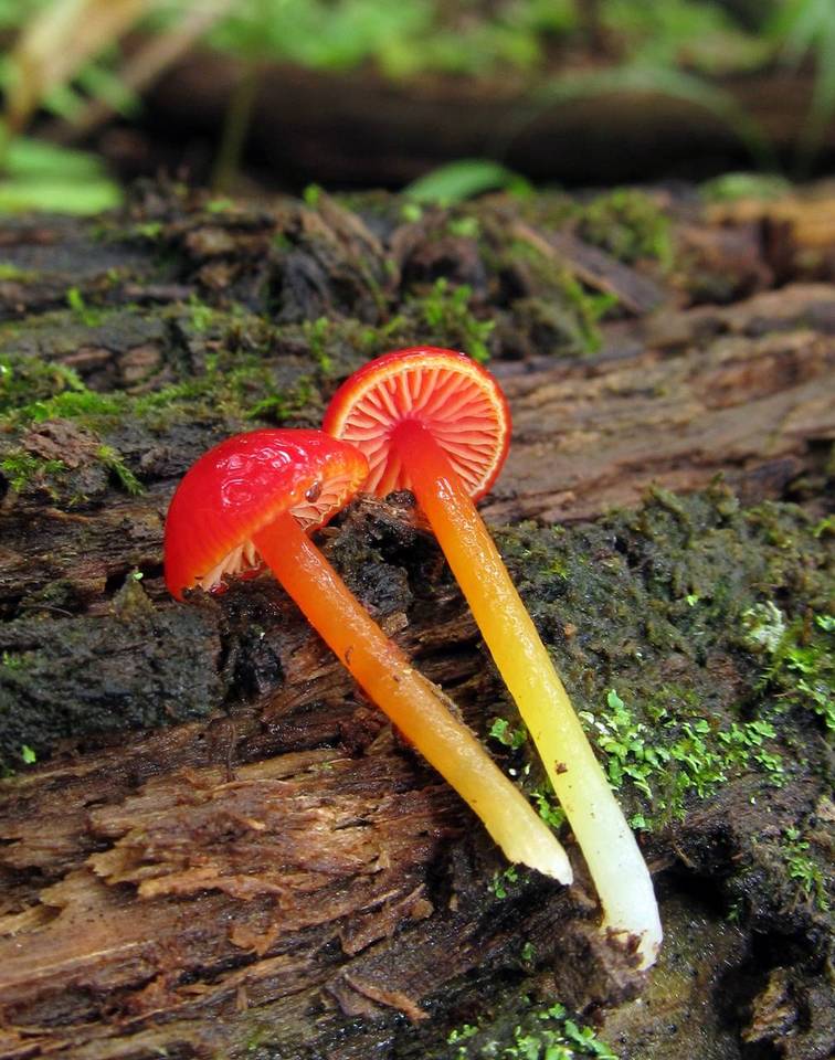 Hygrocybe minutula image