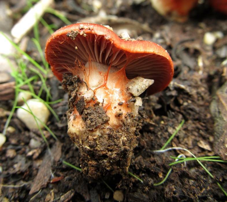 Cortinarius erythraeus image