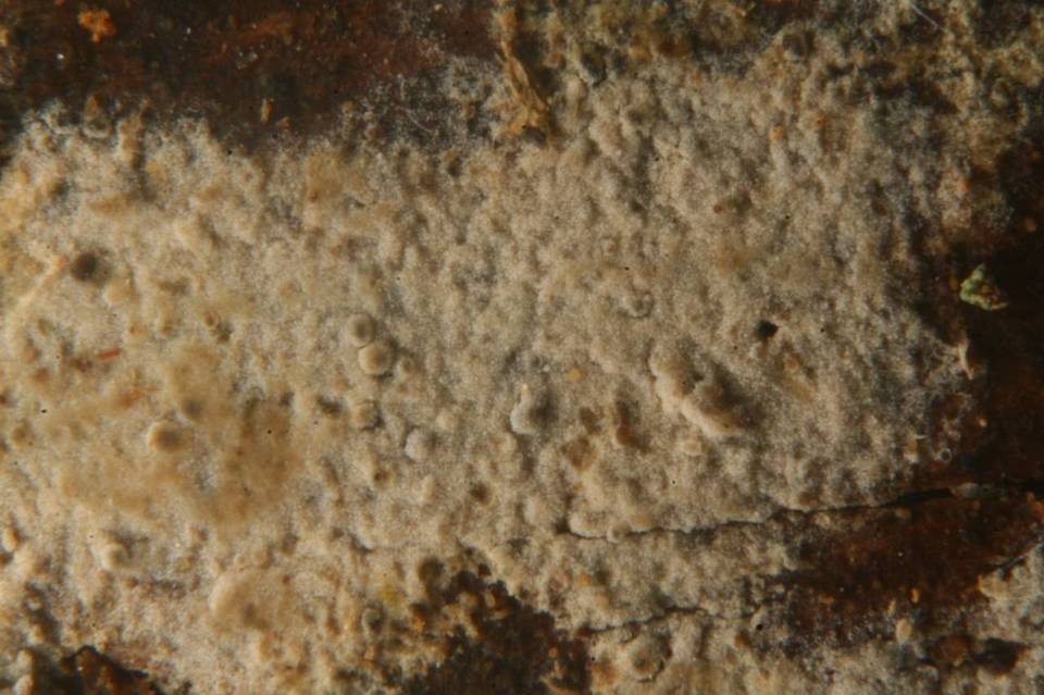Conferticium karstenii image