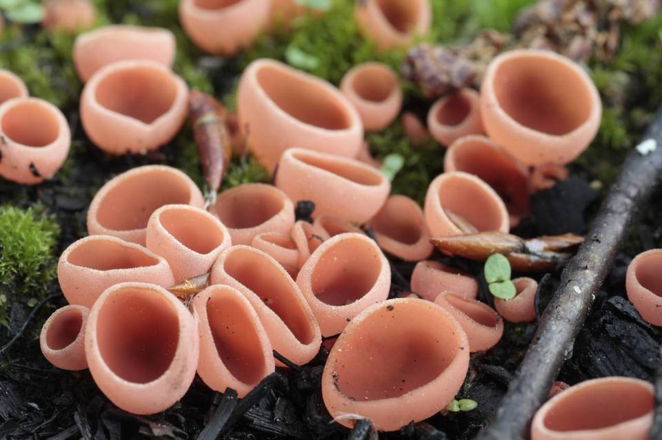 Pyropyxis rubra image