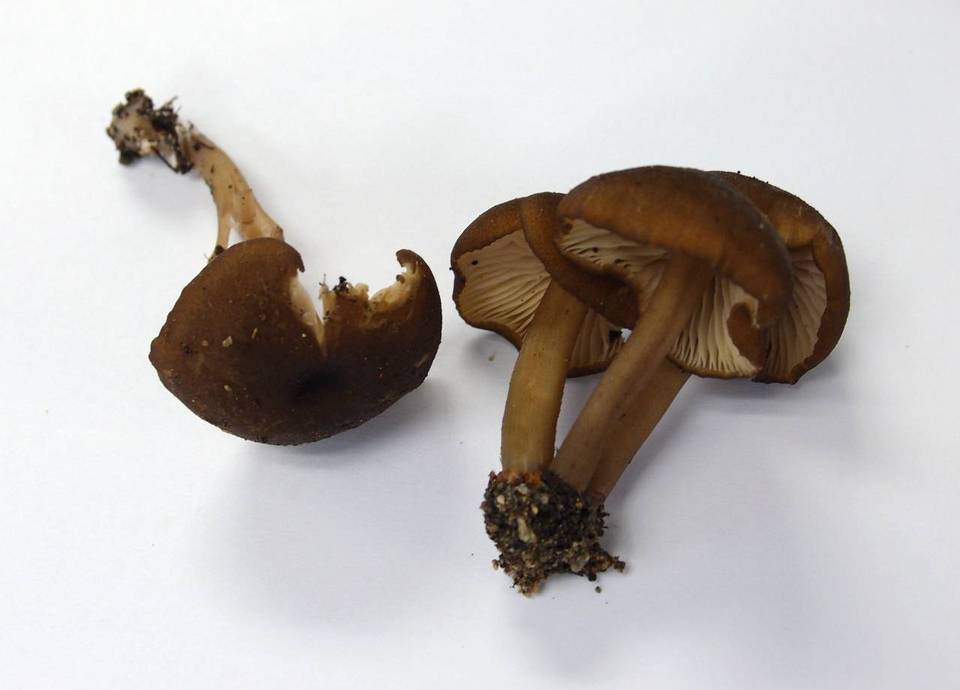 Leptonia undulatella image