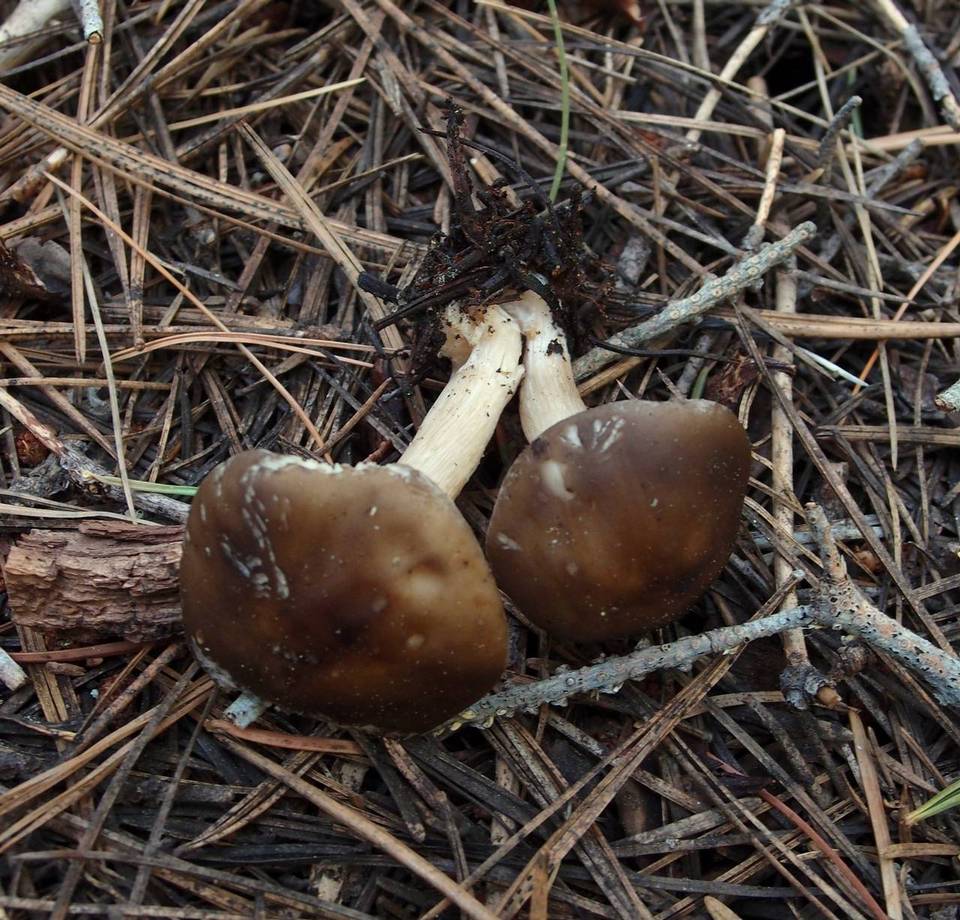 Melanoleuca evenosa image