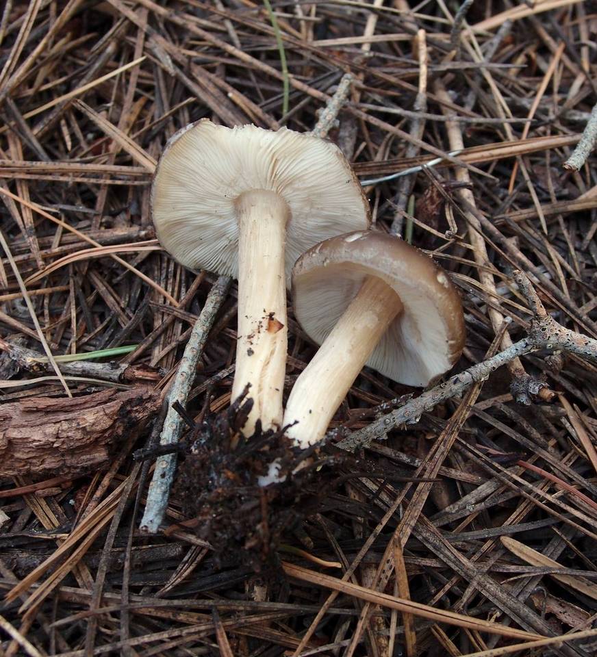 Melanoleuca evenosa image