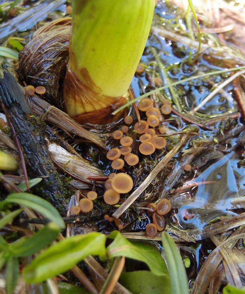 Sclerotinia veratri image
