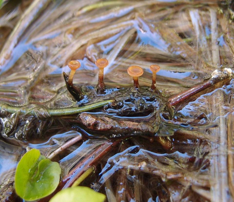 Sclerotinia veratri image