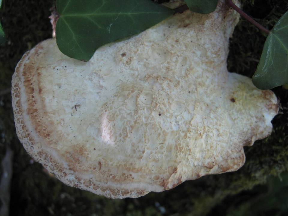 Oligoporus guttulatus image