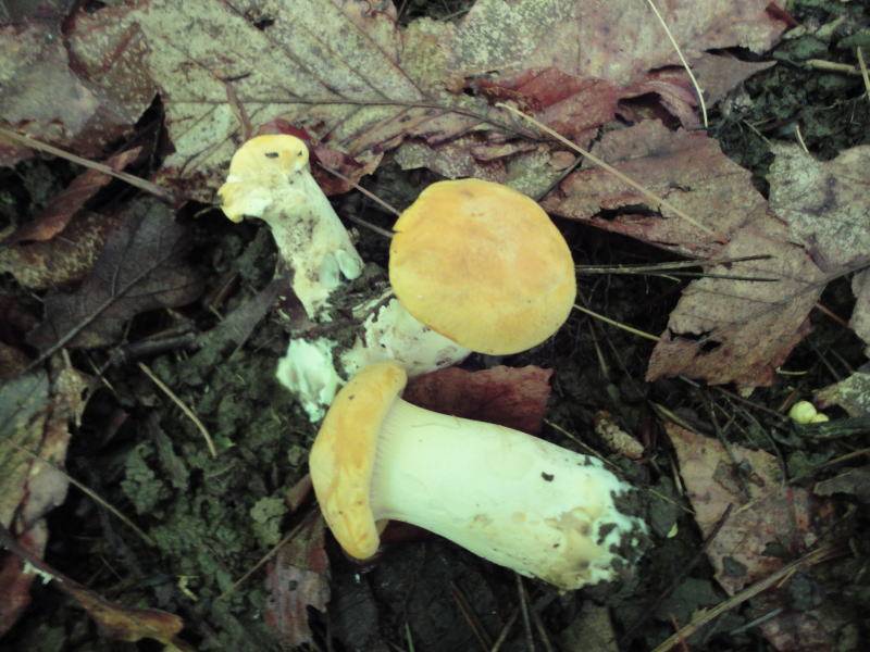Cantharellus phasmatis image