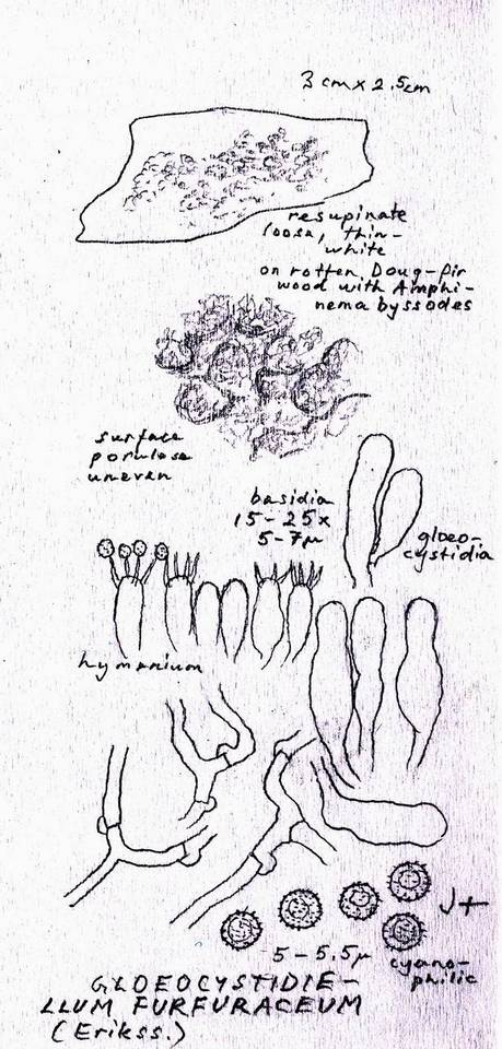 Boidinia furfuracea image