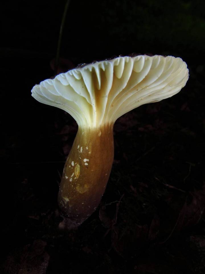 Lactifluus gerardii image