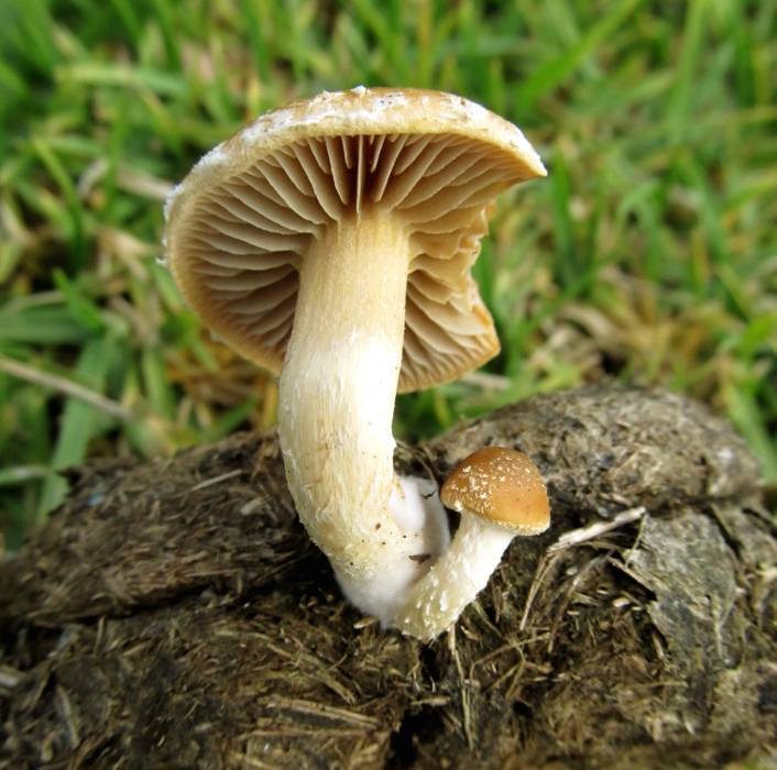 Agrocybe pediades var. fimicola image