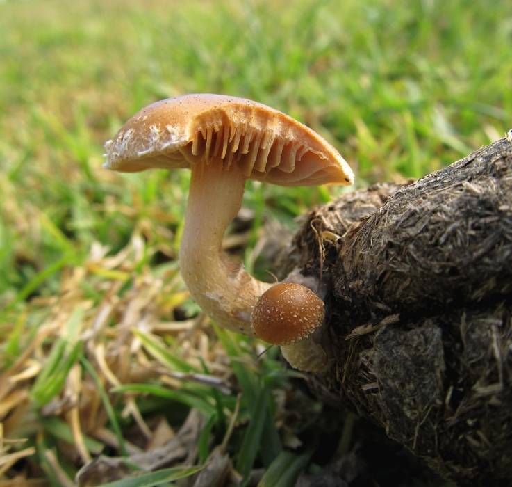 Agrocybe pediades var. fimicola image