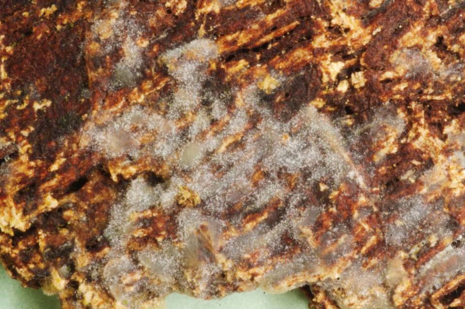 Helicobasidium corticioides image