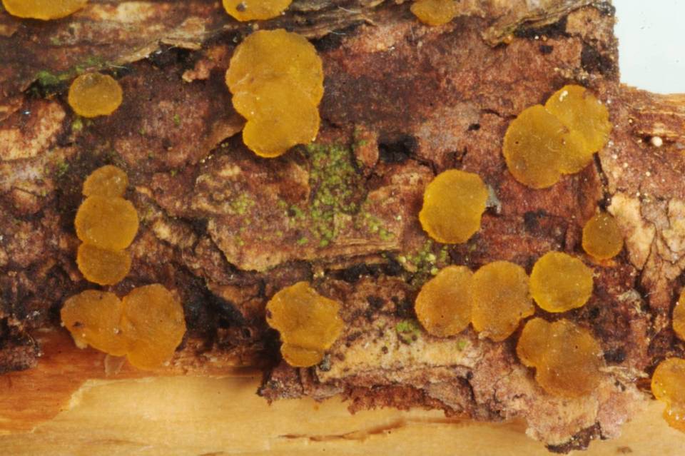 Dacrymyces variisporus image