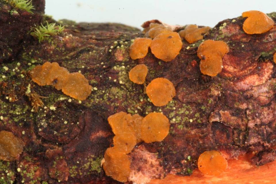 Dacrymyces variisporus image