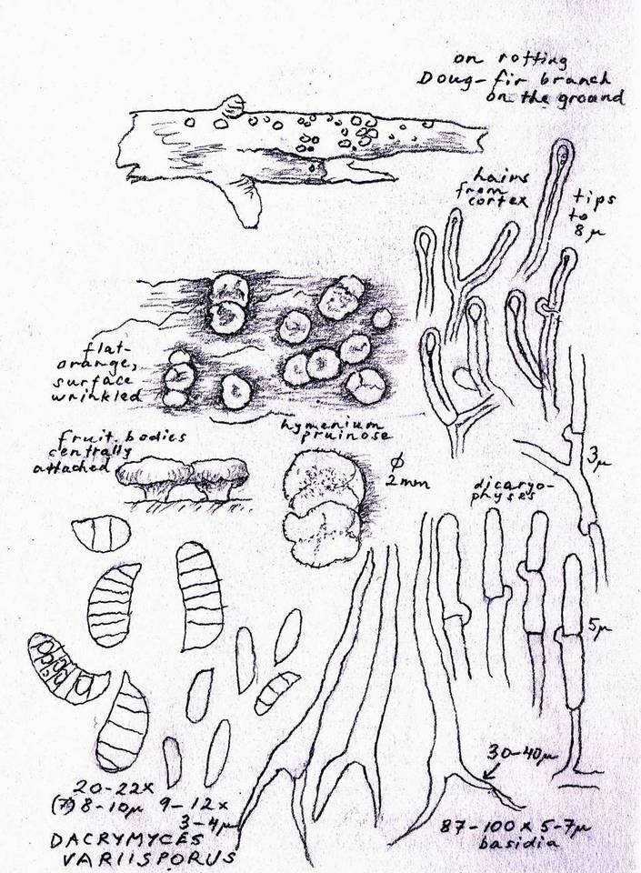 Dacrymyces variisporus image