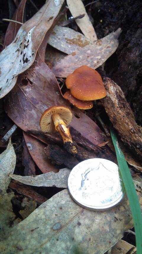 Descolea recedens image
