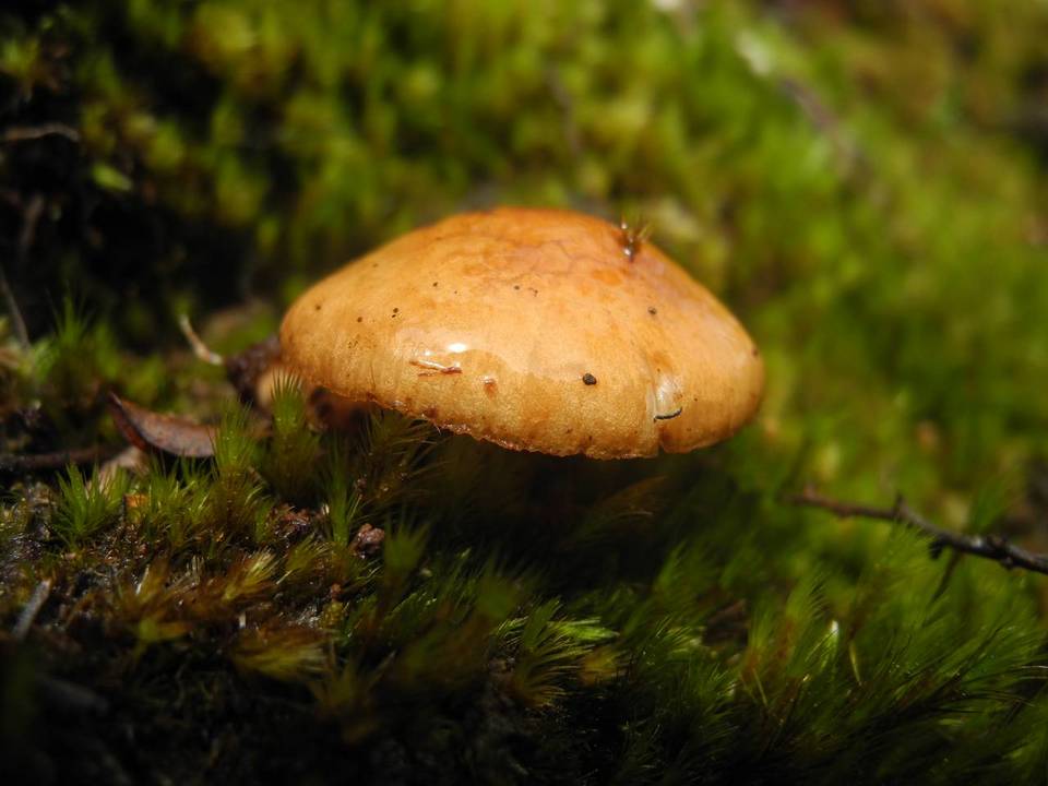 Pholiota peleae image