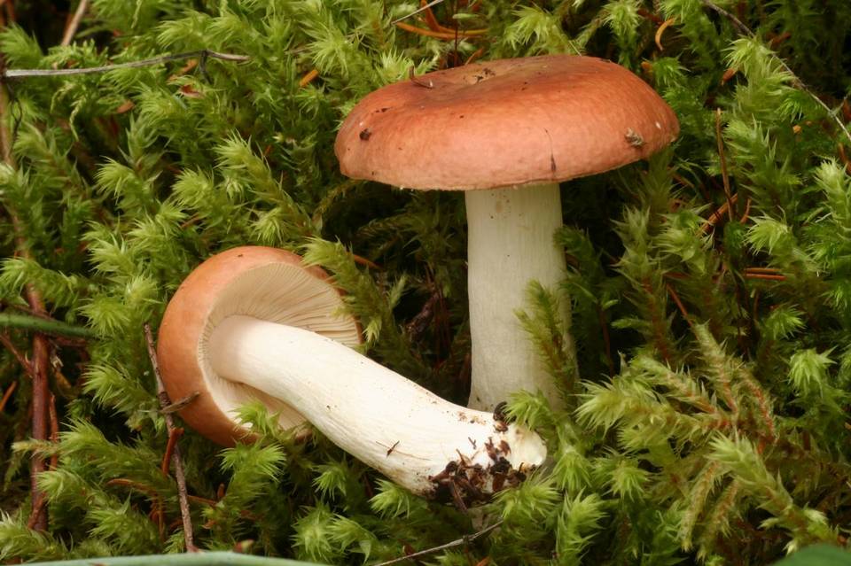Russula veternosa image