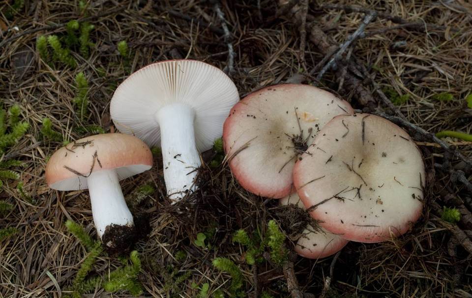 Russula bicolor image
