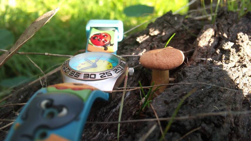 Gymnopilus allantopus image