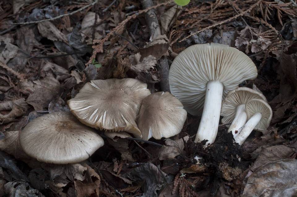 Megacollybia fallax image